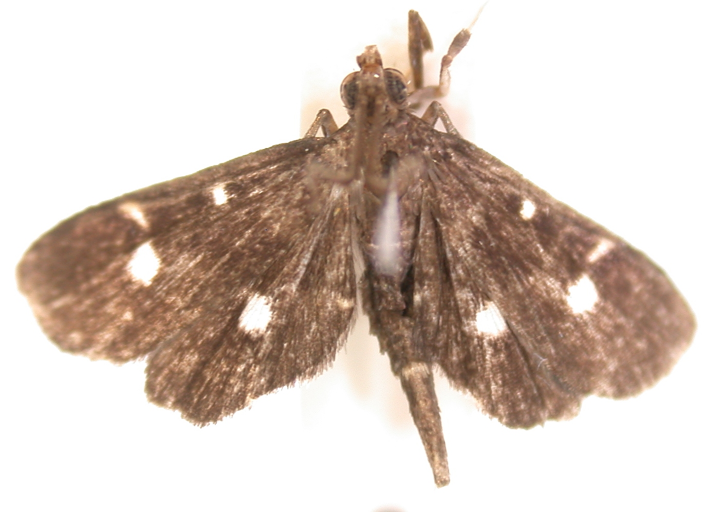 Botyodes sp. 5